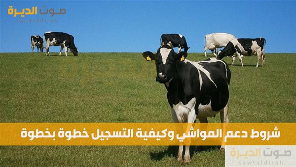  شروط دعم المواشي وكيفية التسجيل خطوة بخطوة